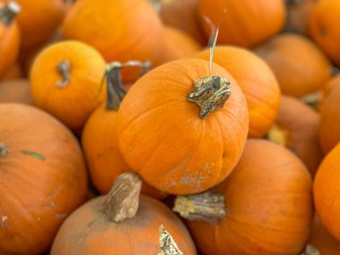 Ekim 'de bir sonbahar festivali için balkabağı tarlasında küçük kabak ve kabak yığınları saçılıyor.