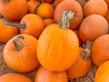 Ekim 'de bir sonbahar festivali için balkabağı tarlasında küçük kabak ve kabak yığınları saçılıyor.