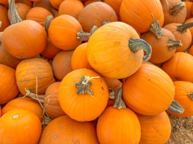 Ekim 'de bir sonbahar festivali için balkabağı tarlasında küçük kabak ve kabak yığınları saçılıyor.