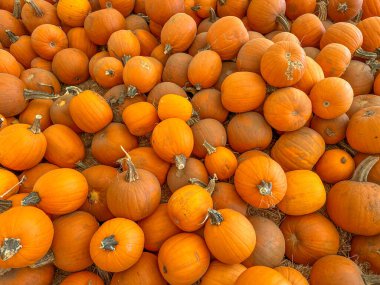 Ekim 'de bir sonbahar festivali için balkabağı tarlasında küçük kabak ve kabak yığınları saçılıyor.