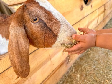 Süt keçileri yakın plan, büyük kulaklı keçi portresi beslenmeye hazır. Çocuklar ve evcil hayvanlar. Yüksek kalite fotoğraf