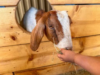 Süt keçileri yakın plan, büyük kulaklı keçi portresi beslenmeye hazır. Çocuklar ve evcil hayvanlar. Yüksek kalite fotoğraf