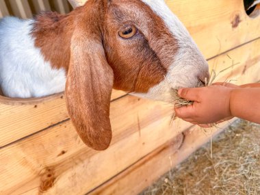 Süt keçileri yakın plan, büyük kulaklı keçi portresi beslenmeye hazır. Çocuklar ve evcil hayvanlar. Yüksek kalite fotoğraf