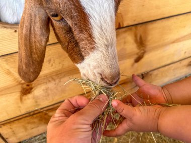 Süt keçileri yakın plan, büyük kulaklı keçi portresi beslenmeye hazır. Çocuklar ve evcil hayvanlar. Yüksek kalite fotoğraf