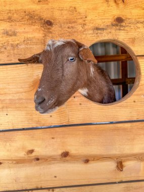 Süt keçileri yakın plan, büyük kulaklı keçi portresi beslenmeye hazır. Çocuklar ve evcil hayvanlar. Yüksek kalite fotoğraf