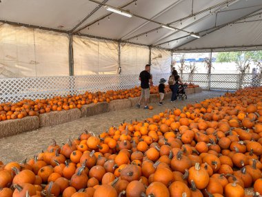Ekim ayında San Diego, California, ABD 'deki Sonbahar Festivali için bir balkabağı tarlasına küçük balkabağı ve kabak parçaları saçılıyor. 11 Kasım 2025