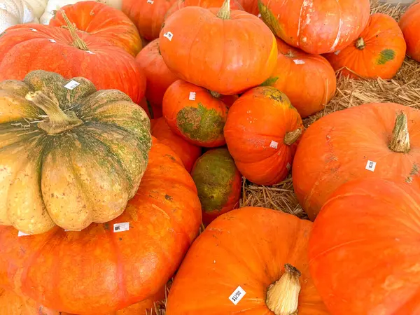 Ekim 'de bir sonbahar festivali için balkabağı tarlasında küçük kabak ve kabak yığınları saçılıyor.