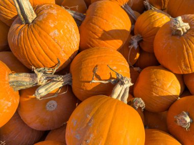 Ekim 'de bir sonbahar festivali için balkabağı tarlasında küçük kabak ve kabak yığınları saçılıyor.