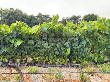 Üzüm hasadı. Akşam güneşinde üzüm bağları ve üzüm bağları. Büyük üzüm salkımları eski bir sarmaşıktan sarkıyor. Yüksek kalite fotoğraf