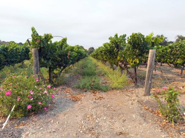 Üzüm hasadı. Akşam güneşinde üzüm bağları ve üzüm bağları. Büyük üzüm salkımları eski bir sarmaşıktan sarkıyor. Yüksek kalite fotoğraf