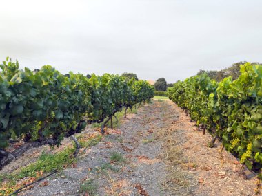 Üzüm hasadı. Akşam güneşinde üzüm bağları ve üzüm bağları. Büyük üzüm salkımları eski bir sarmaşıktan sarkıyor. Yüksek kalite fotoğraf
