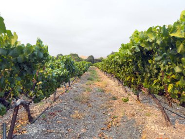 Üzüm hasadı. Akşam güneşinde üzüm bağları ve üzüm bağları. Büyük üzüm salkımları eski bir sarmaşıktan sarkıyor. Yüksek kalite fotoğraf
