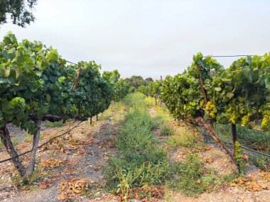 Üzüm hasadı. Akşam güneşinde üzüm bağları ve üzüm bağları. Büyük üzüm salkımları eski bir sarmaşıktan sarkıyor. Yüksek kalite fotoğraf