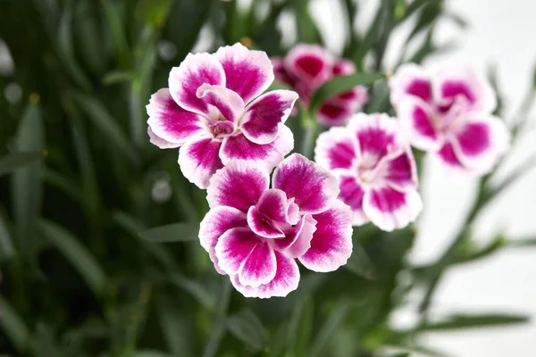 Mini Cravo Roxo Dianthus Vaso Flores Coloridas Planta Cravo Florido — Fotografia de Stock
