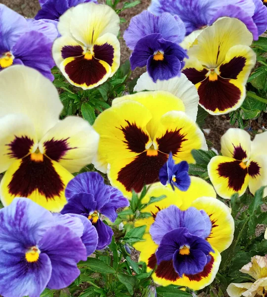 Heartsease Viola Tricolor Jardín Ucraniano —  Fotos de Stock