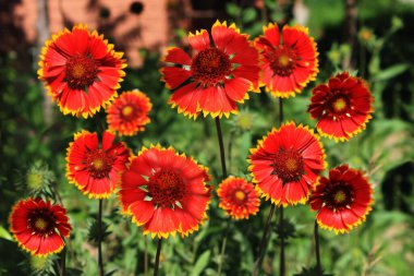 Gaillardia Pulchella çiçekleri evin yanında çiçek açıyor..