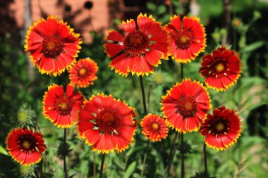 Gaillardia pulchella flowers blooming next to the house. clipart