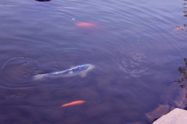 Fishes Koi in the lake in the Kharkov's Feldman Eco park Ukraine