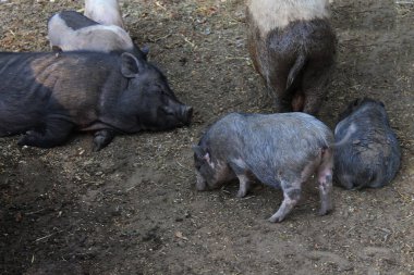 A Pot Belly Pig sleeping in the Kharkov's Feldman Eco park Ukraine