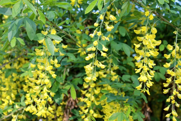 Caragana Arborescent Peashrub Acacacia Gele Bloemen Een Tak — Stockfoto