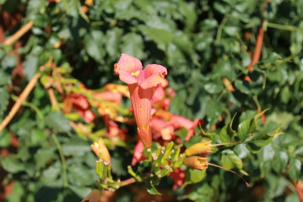 Close Trumpet Vine Campsis Radicans Details Flowers Foliage Climbing Plant — Stock Photo, Image