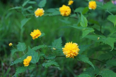 Parlak sarı çiçekli Kerria japonica ağacı.