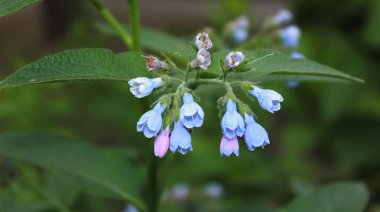 Mertensiya paniklemesi, ayrıca uzun akciğer otu olarak da bilinir.