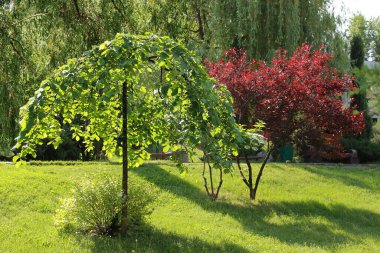 Elm kaba, bahar Park form plakuchy (Karaağaç glabra Huds., var. pendula)