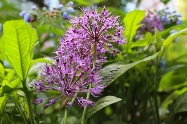 Фіолетові Цибулинні Квіти Саду — стокове фото