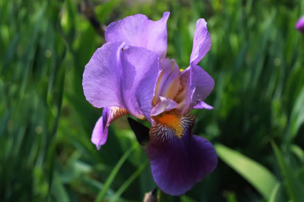 Close up of purple Japanese iris flower.