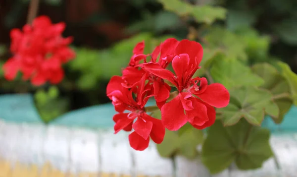Geranium Bluszcz Czerwonymi Kwiatami Geranium Peltatum Geranium Liściaste Geranium Wiszące — Zdjęcie stockowe