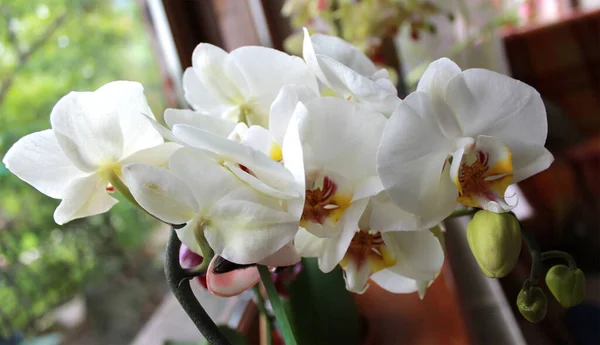 Kwitnąca Gałązka Białej Orchidei — Zdjęcie stockowe