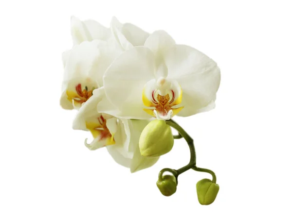 Kwitnące Gałązki Biała Orchidea Bandler Białym Tle Zbliżenie — Zdjęcie stockowe
