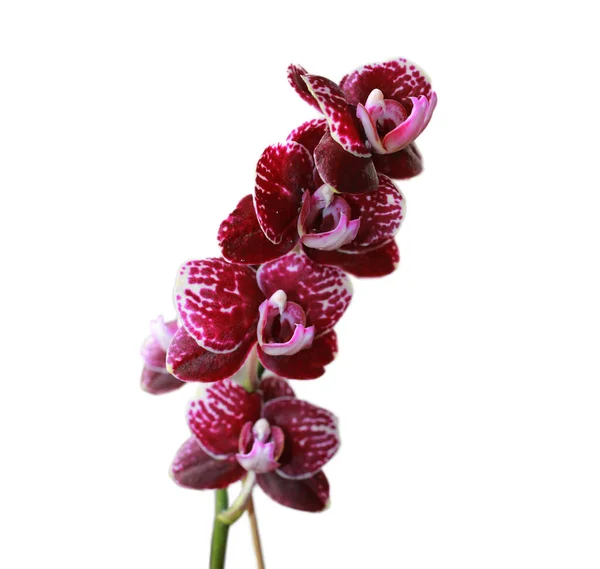 Фіолетовий Орхідея Квітковий Фаленопсис Фаленопсис Або Фала Білому Тлі — стокове фото