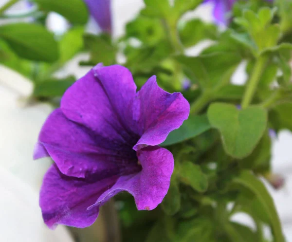 Púrpura Flor Petunia Flores Petunia Púrpura Jardín Primer Plano Petunia —  Fotos de Stock