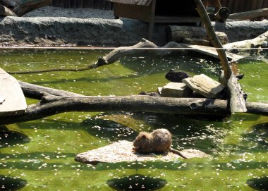 Nutria taşın üzerinde rahatlıyor.