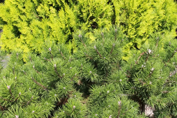 绿松枝条和黑松 — 图库照片