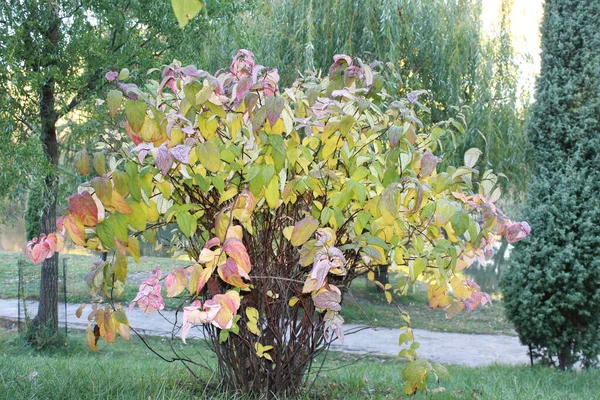 Autumn Bush Cornus Florida Rainbow Flowering Dogwood Family Cornaceae Showing — Stock Photo, Image