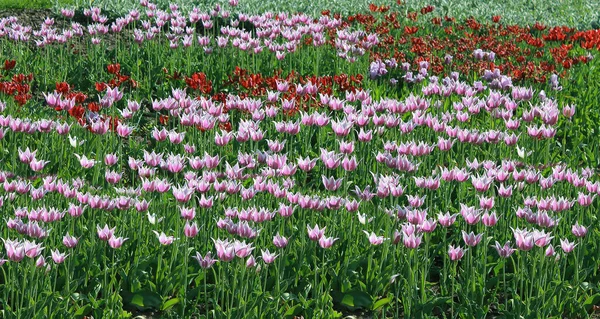Paarse Witte Lelie Bloemige Tulpen Tulipa Claudia Bloeien Een Veld — Stockfoto
