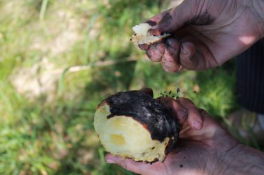 Kömür kabuğunda fırında patates. Siyah kabuklu fırında patates. Bir kadının eli patatesin derisini yüzer.