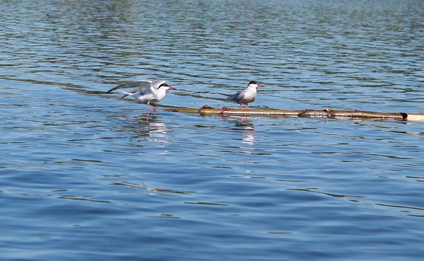 Duas Gaivotas Cabeça Preta Sentam Num Galho Lago — Fotografia de Stock