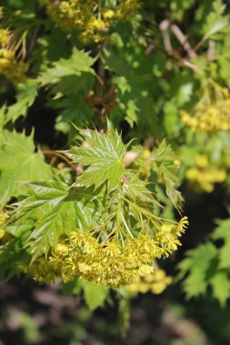 Çiçekli Norveç akçaağacı Globosum dalı - Latince adı - Acer platanoides Globosum.