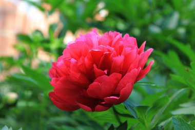 Kırmızı Peony albiflora x Paeonia resmi 'Kırmızı Cazibe' bahçede