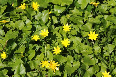 Daha az selandinli parlak sarı korollalar. Nisanda daha az celandin (Ficaria verna, düğün çiçeği ailesi) güzel bir şekilde çiçek açar