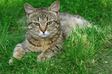 Peri Bob kedi çimlerin üzerinde yatıyor.