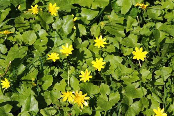 stock image Bright yellow corollas of lesser celandine. Lesser celandine (Ficaria verna, buttercup family) beautifully blooms in April