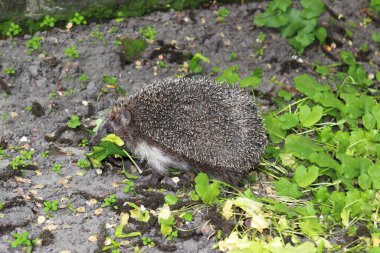 Bahar mevsiminde avrupalı kirpinin dişlerinde yapraklar