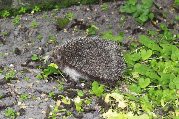 European Common Hedgehog Spring Holding Leaves Teeth — Stock Photo, Image