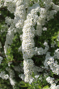 Çiçekli beyaz çelenk Spirea (Spiraea x arguta)