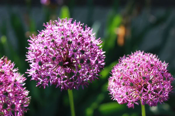 Blommande Blomma Dekorativa Allium — Stockfoto